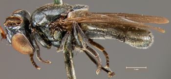 Media type: image;   Entomology 13104 Aspect: habitus lateral view